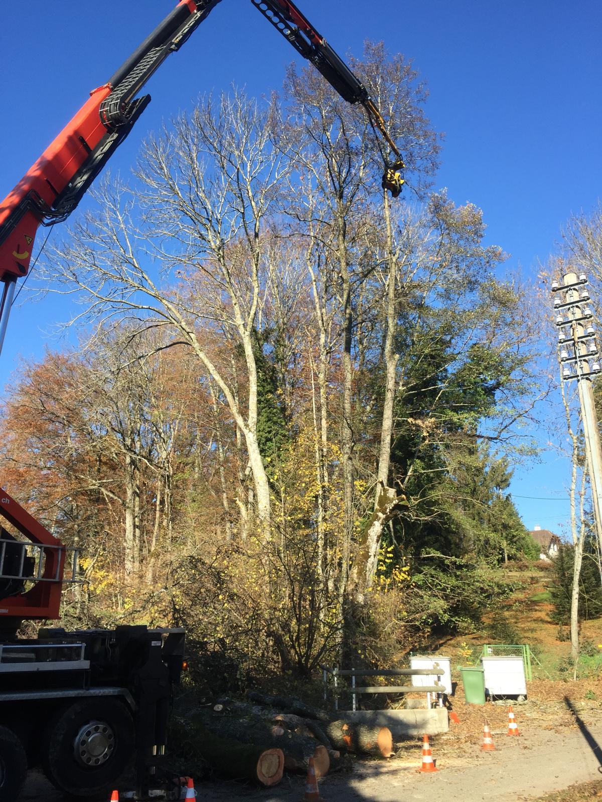 Démontage d'arbre au grappin découpeur dans le Jura — SAS POLYVIER